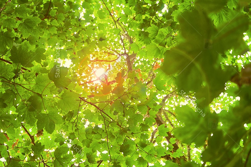 Sunny Green Summer Forest - Look Up Trees