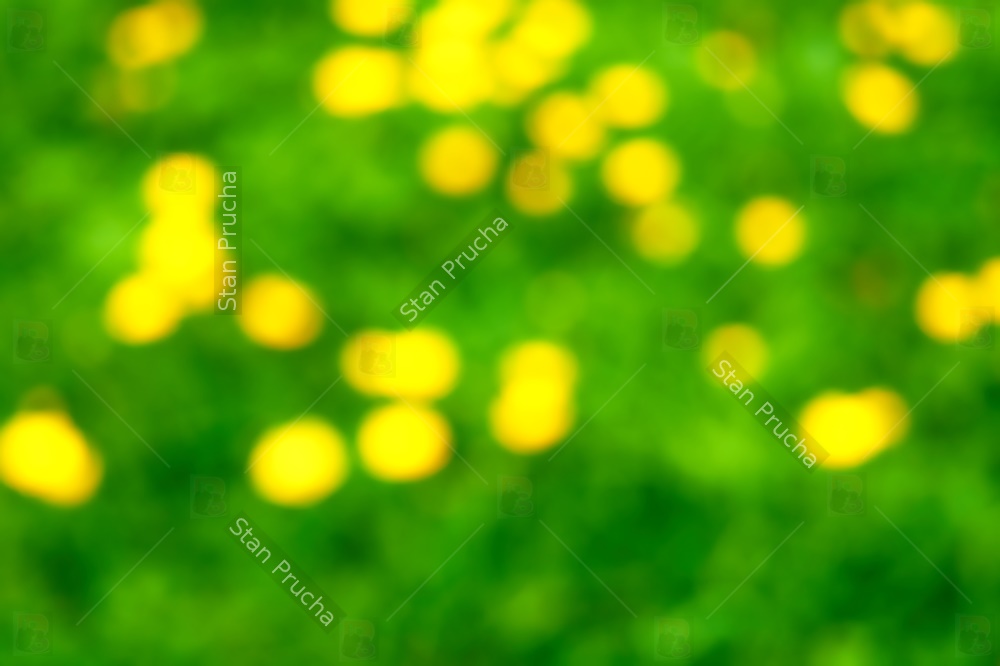 Out of Focus Green Grass & Yellow Flowers - Background