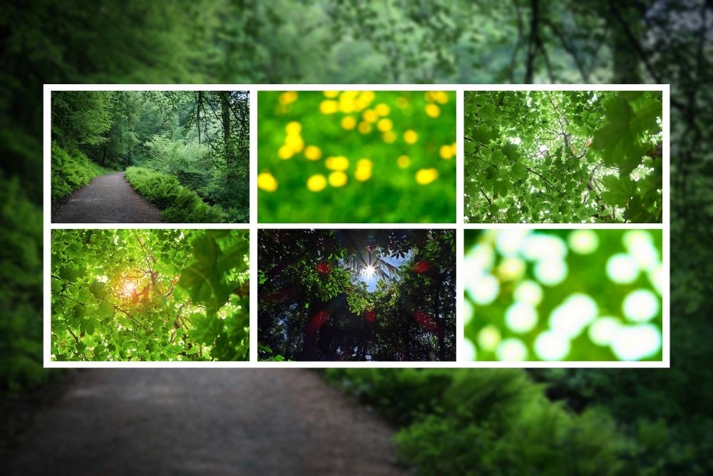 Set of 6 Images - Green/Nature Background